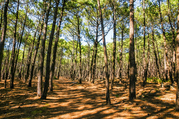 Forêt landaise