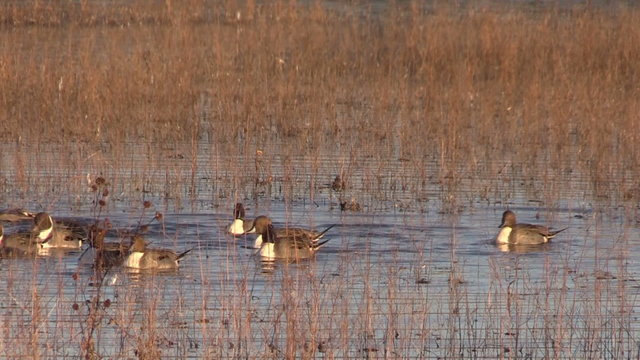 Male Pintail Ducks