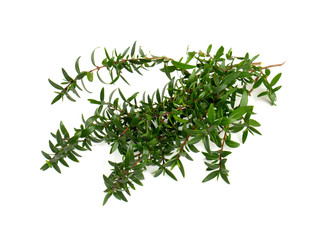 myrtle isolated on white