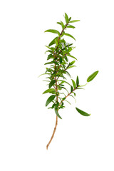 myrtle isolated on white