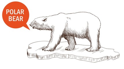 polar bear