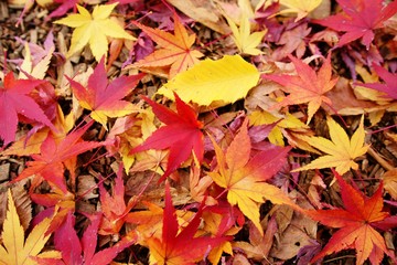 落ち葉のじゅうたん