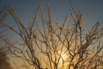 Verschneite Äste beim Sonnenaufgang