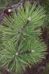 coniferous branch