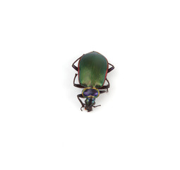 Beetle