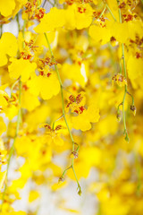 yellow Oncidium orchid bunch close up
