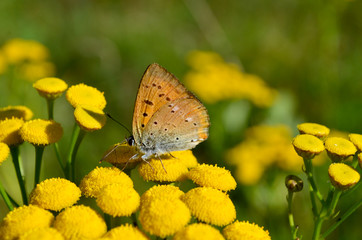 Motyl © zetat