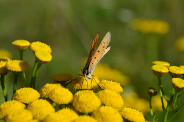 Motyl © zetat