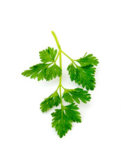 Parsley isolated on white