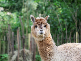 The cute fluffy lama close up portrait