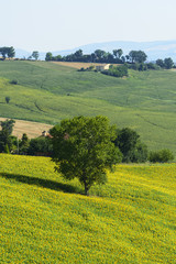 Marches (Italy): summer landscape