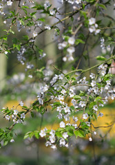 The cherry  blossom under the soft spring sunshine