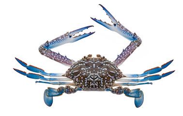 Fresh crab isolation on white - obrazy, fototapety, plakaty