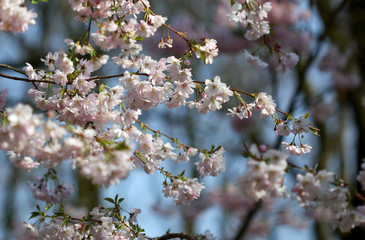 The sakura blossom under warm spring light