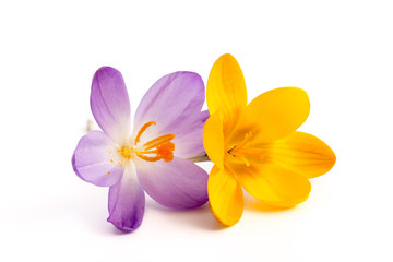 Gele en paarse krokusbloem