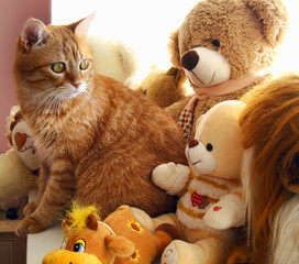 Cat Toys - 74391016