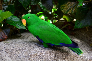 Eclectis parrot portrait