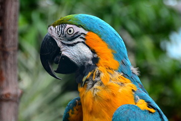 South American Macaw portrait