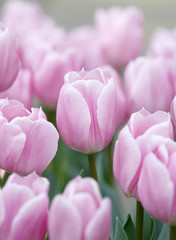 Many pale magenta tulips growing under the spring sunshine