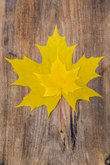 Naklejka na ściany i meble Two Yellow Maple Leaf Lying on a Wooden Board