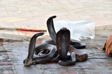 Serpetti "Piazza jemaa el fna"