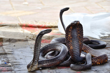 Incantatore di serpenti