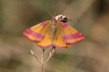 Purpurspanner © harvor