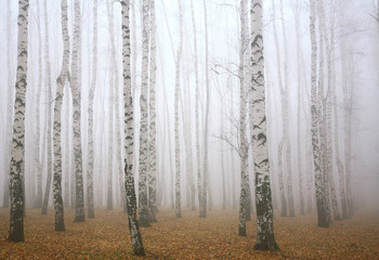 Fototapety  Głęboko mgiełka w jesiennym lesie brzozowym