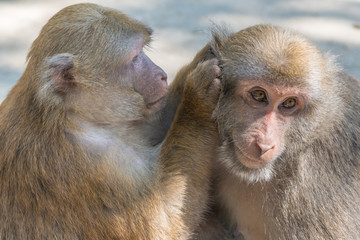 Fototapeta premium monkeys of love