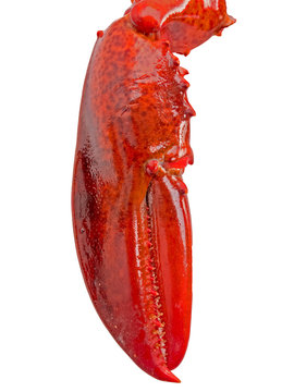 lobster claw isolated on white
