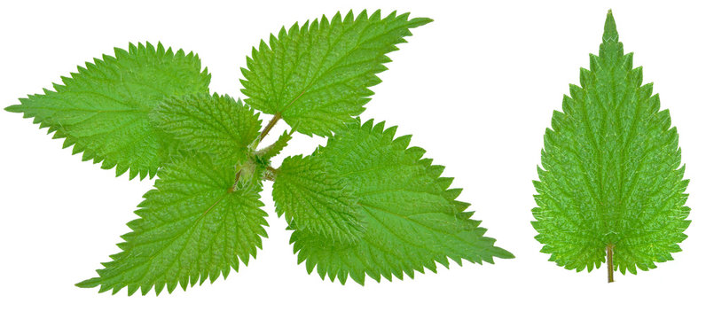 nettle leaf isolated on white