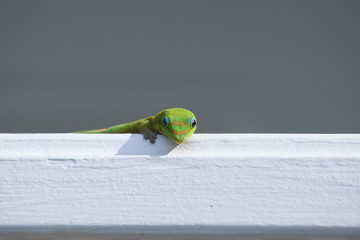 Gecko hält ist neugierig