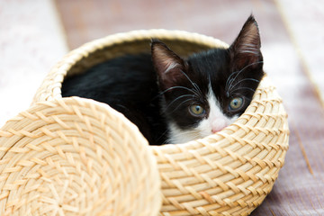Katzenbaby