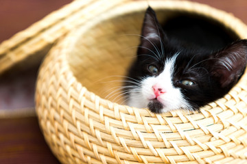 Katzenbaby