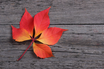 Naklejka na ściany i meble Autumn leaf on old wooden background