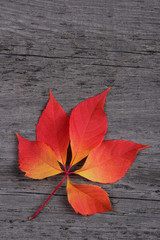 Naklejka na ściany i meble Autumn leaf on old wooden background