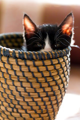 Katzenbaby