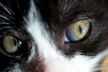Katzenbaby
