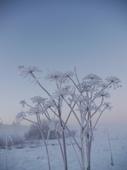 Fototapeta na wymiar frozen winter plant