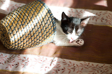 Katzenbaby