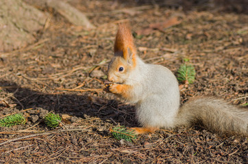 Naklejka na ściany i meble Eurasian red squirrel eating on the ground
