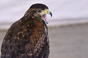 Peregrine Falcon with open beak