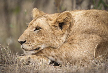 Obraz na płótnie Canvas Lion Cub