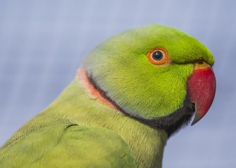 Fototapeta na wymiar Rose-Ringed Parakeet