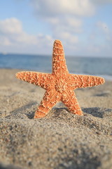 Starfish On The Beach