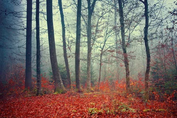 Crédence de cuisine en verre imprimé Automne Colorful dreamy autumn forest