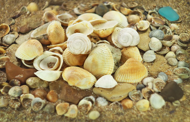 shells