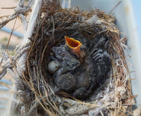 two nestlings
