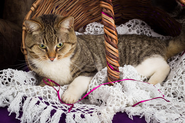 Tabby cat lying in a basket with white veil. Purple background.