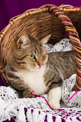 Tabby cat lying in a basket with white veil. Purple background.